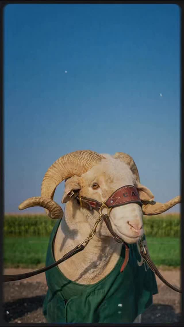 Post 4 by CAM the Ram on Instagram (video)