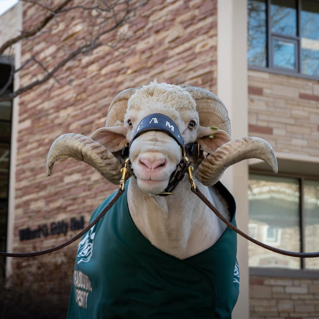 Post 6 by CAM the Ram on Instagram (carousel)