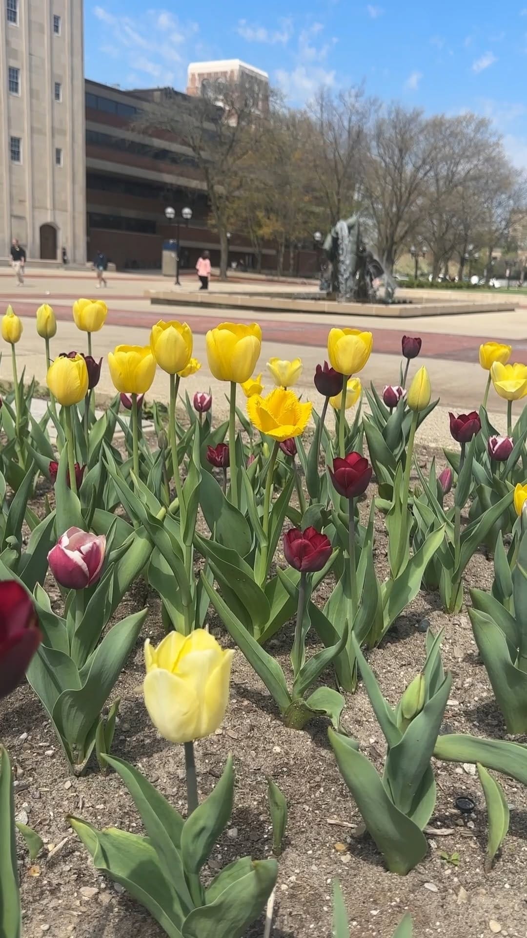 Post 9 by U-M Undergraduate Admissions on Instagram (video)