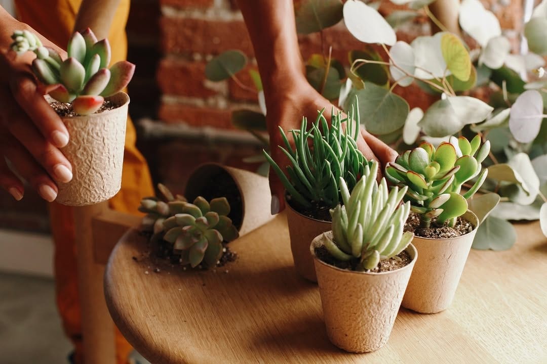 Post 10 by The Nice Plant on Instagram (image)