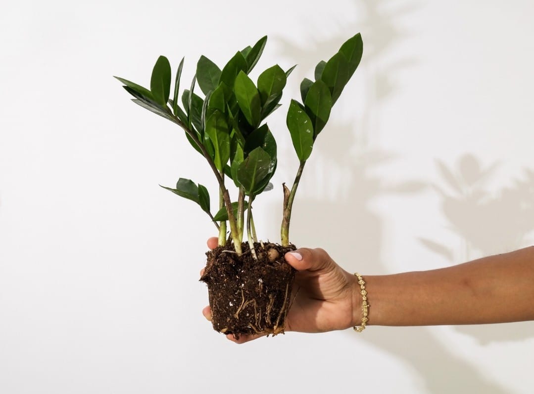 Post 6 by The Nice Plant on Instagram (image)