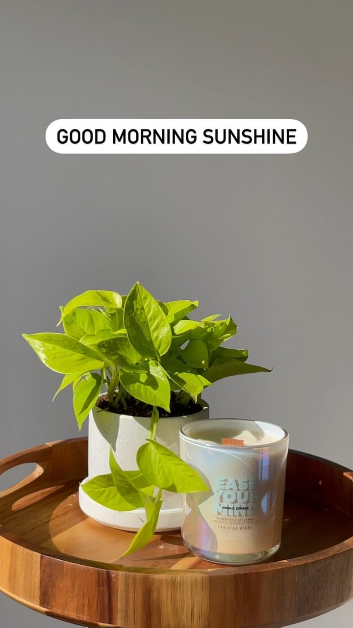 Post 5 by The Nice Plant on Instagram (video)