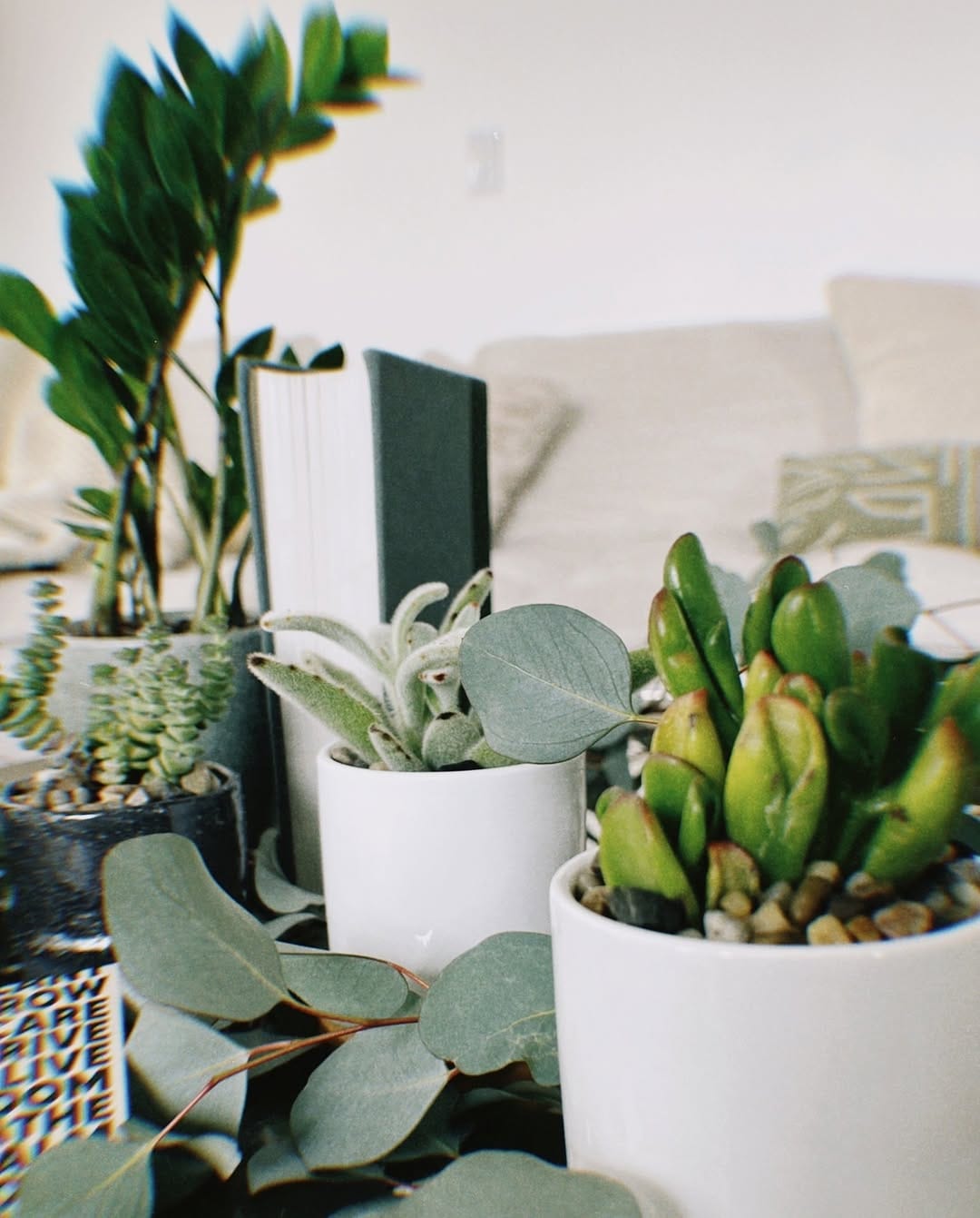 Post 7 by The Nice Plant on Instagram (image)