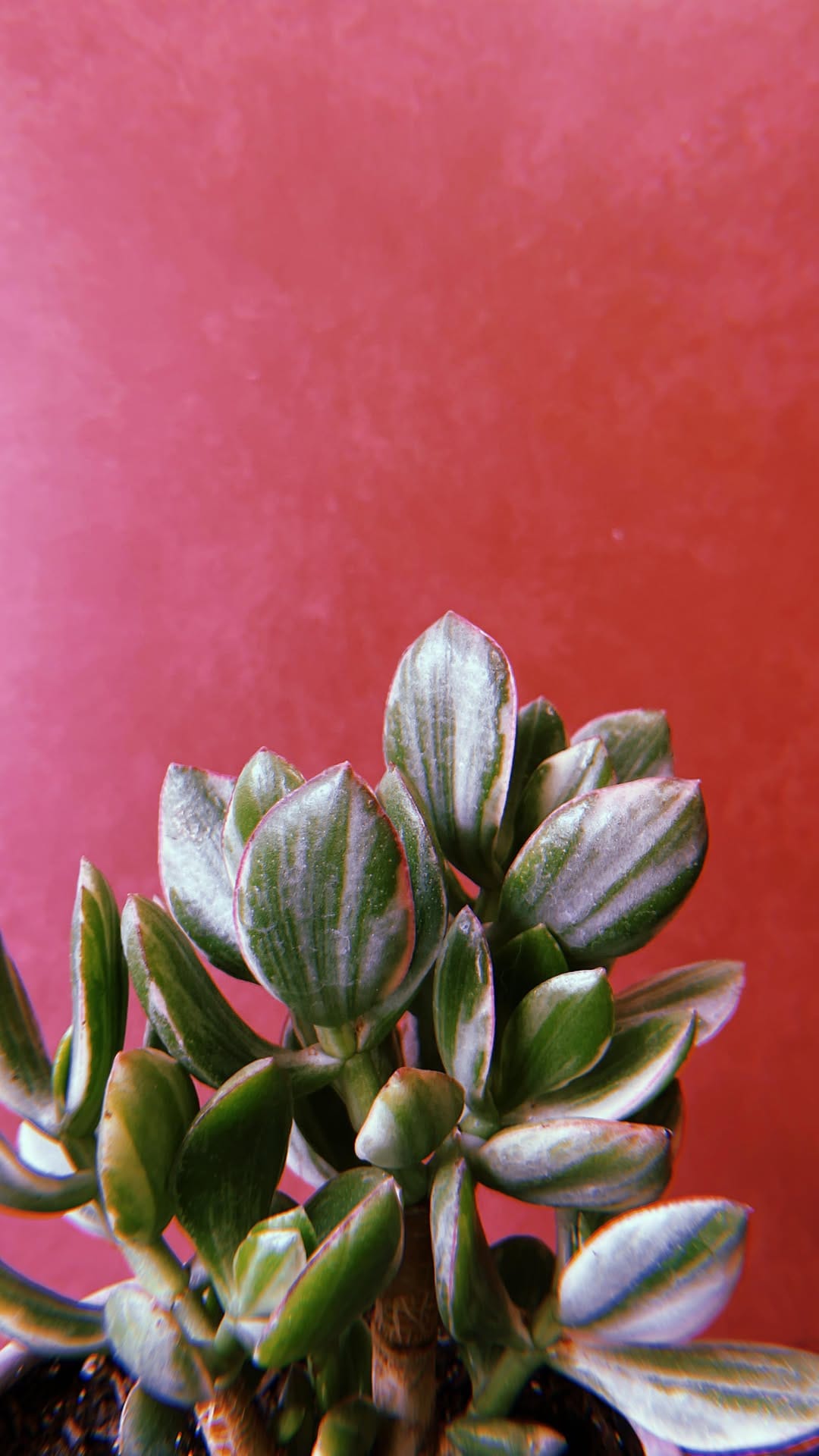 Post 3 by The Nice Plant on Instagram (video)