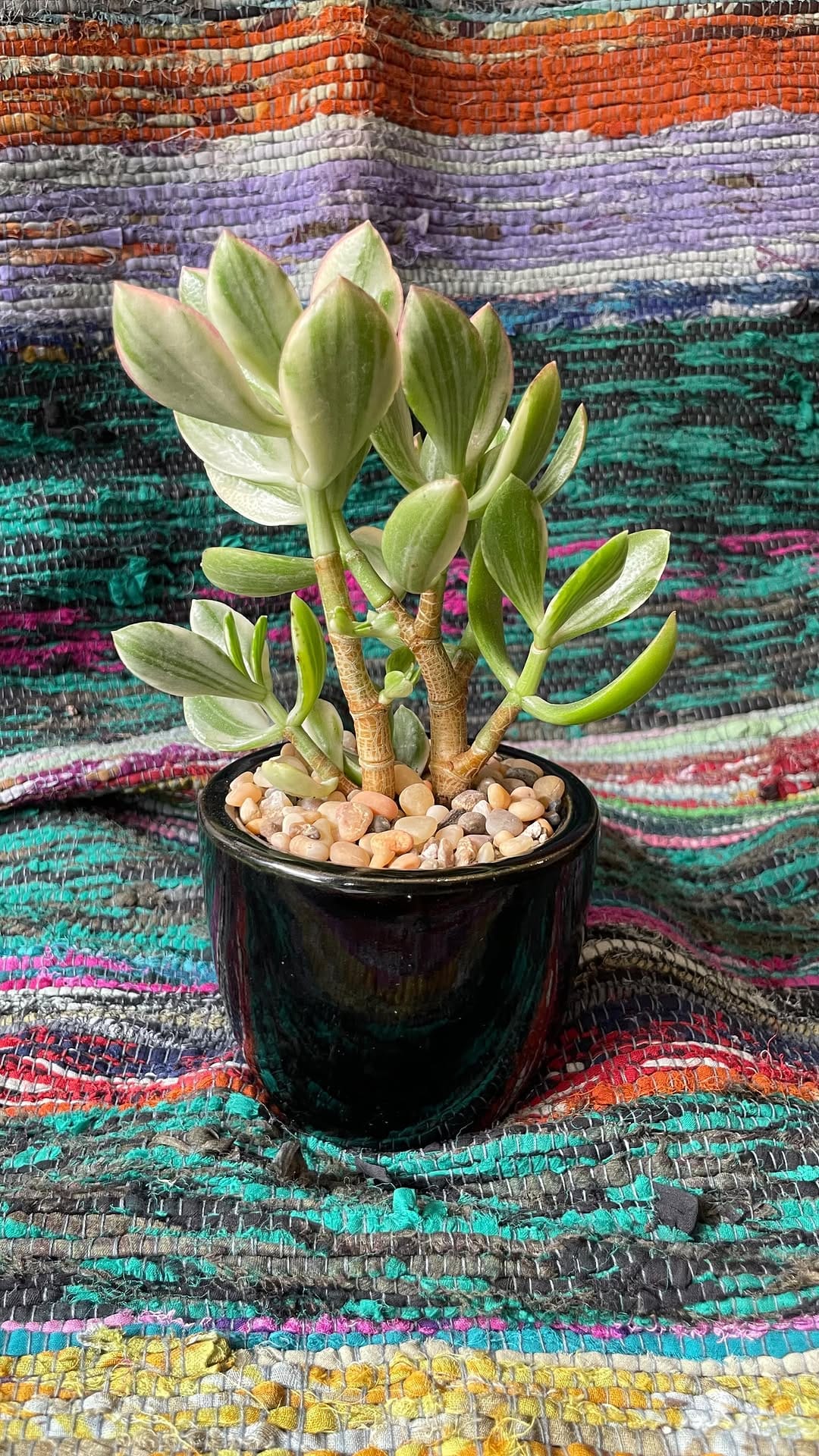 Post 1 by The Nice Plant on Instagram (video)