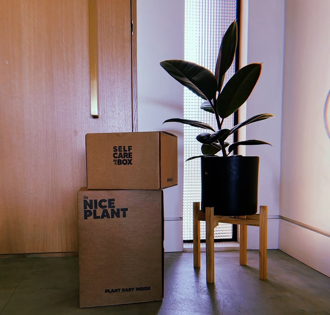 Post 4 by The Nice Plant on Instagram (image)