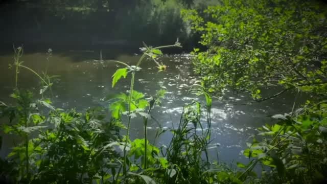 Post 2 by Feral Productions on Instagram (video)