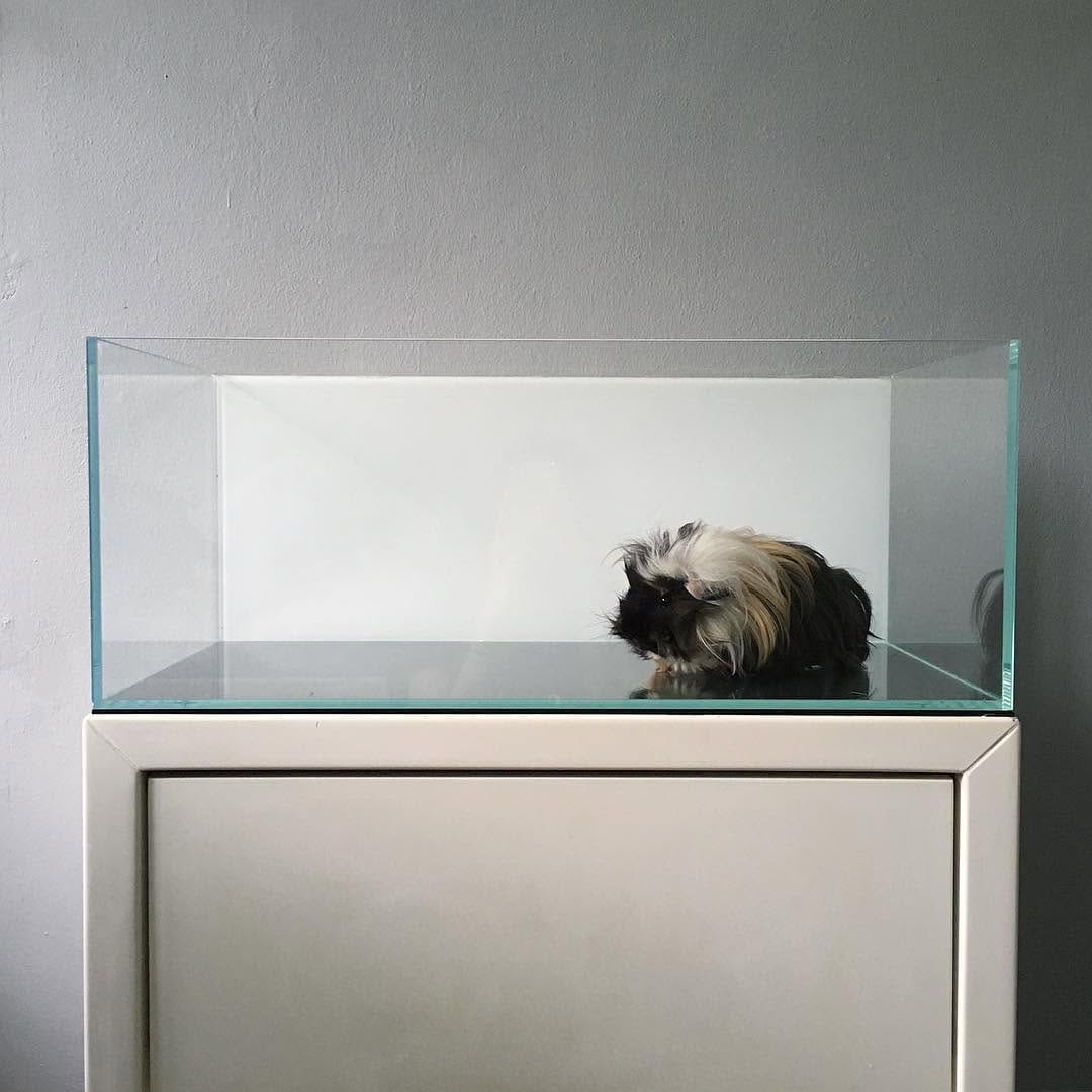 Post 1 by The Lemon Dragon on Instagram (image)