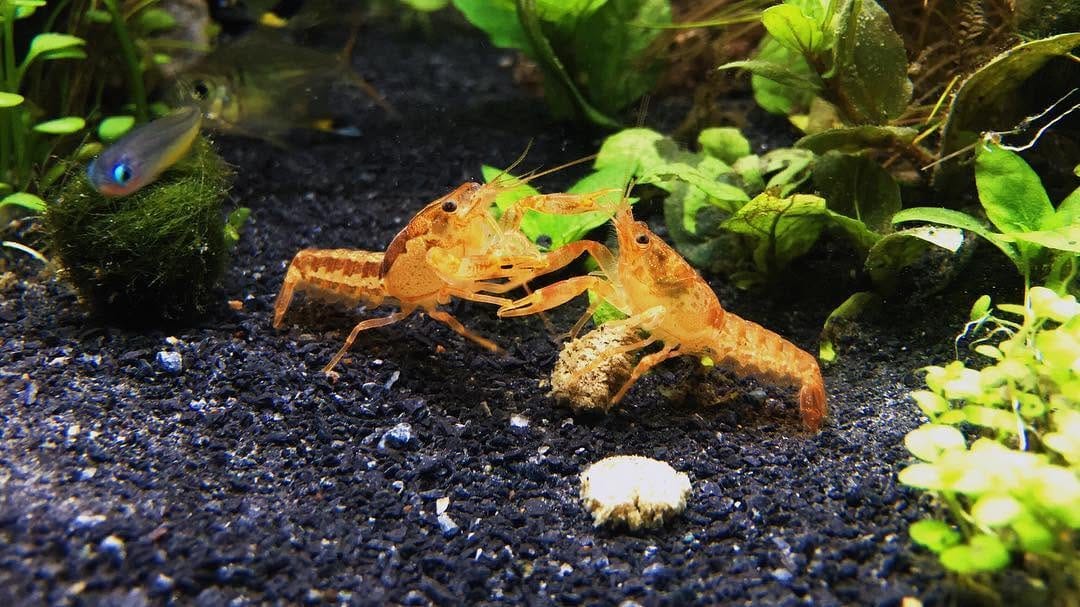 Post 10 by The Lemon Dragon on Instagram (image)