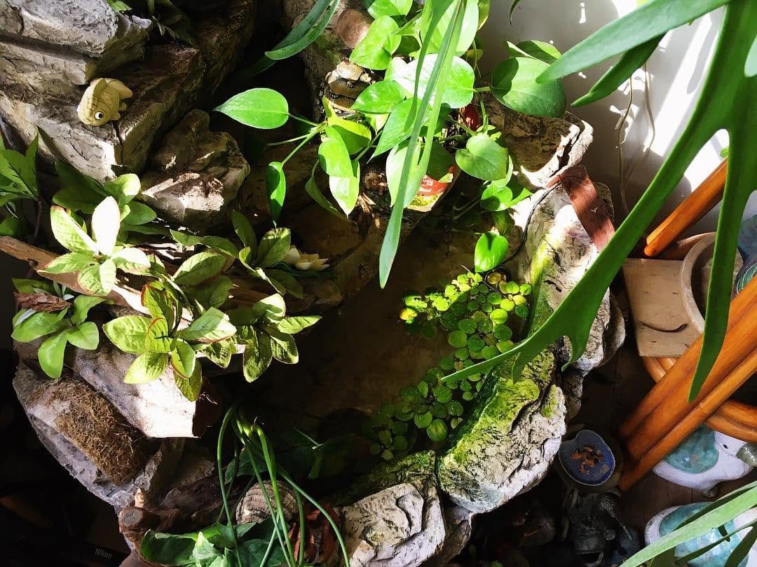 Post 6 by The Lemon Dragon on Instagram (image)