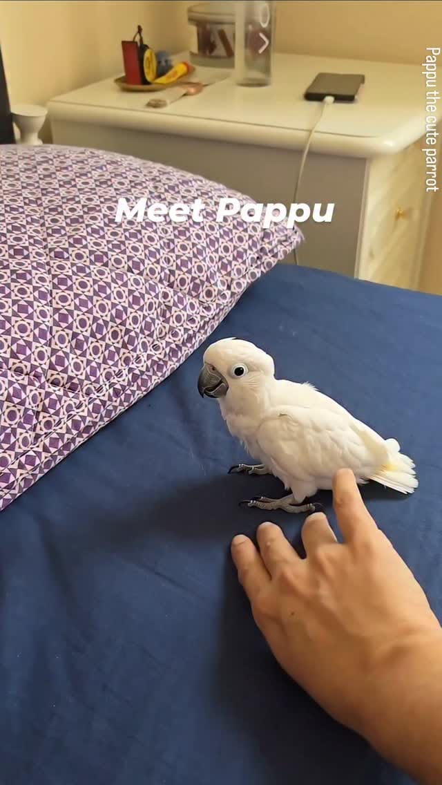 Post 1 by Dr. Shoab Saadat on Instagram (video)