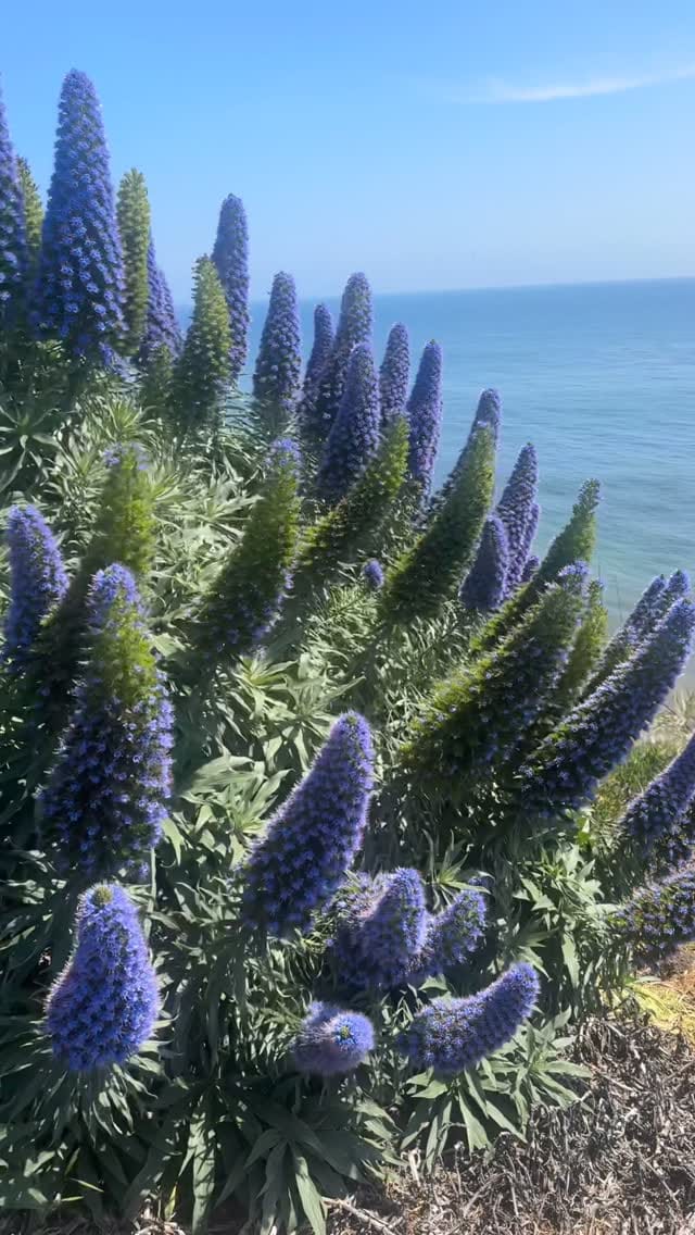Post 8 by Embodied Leadership + Practical Mysticism on Instagram (video)