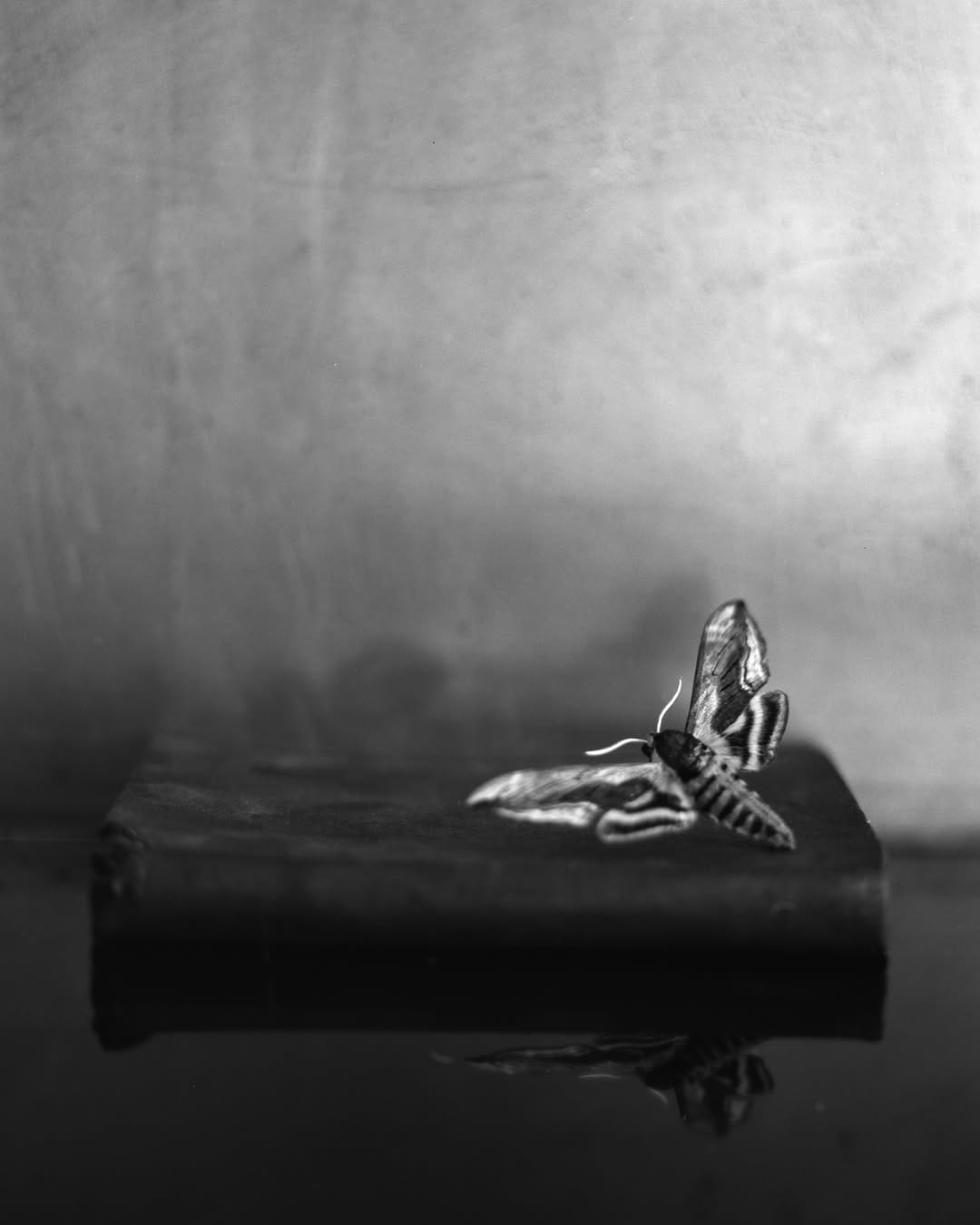 Post 5 by Tereza Zelenkova on Instagram (image)