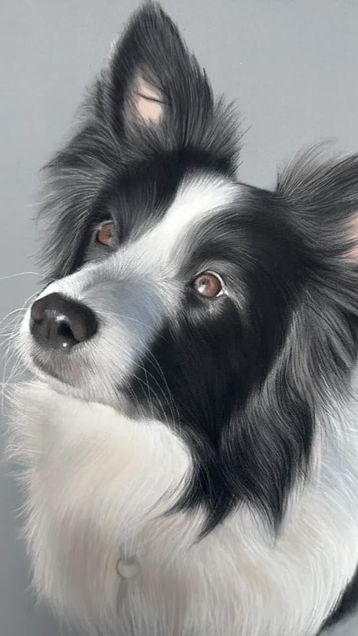 Post 7 by Amy Mckimm Pet Portrait Artist on Instagram (video)