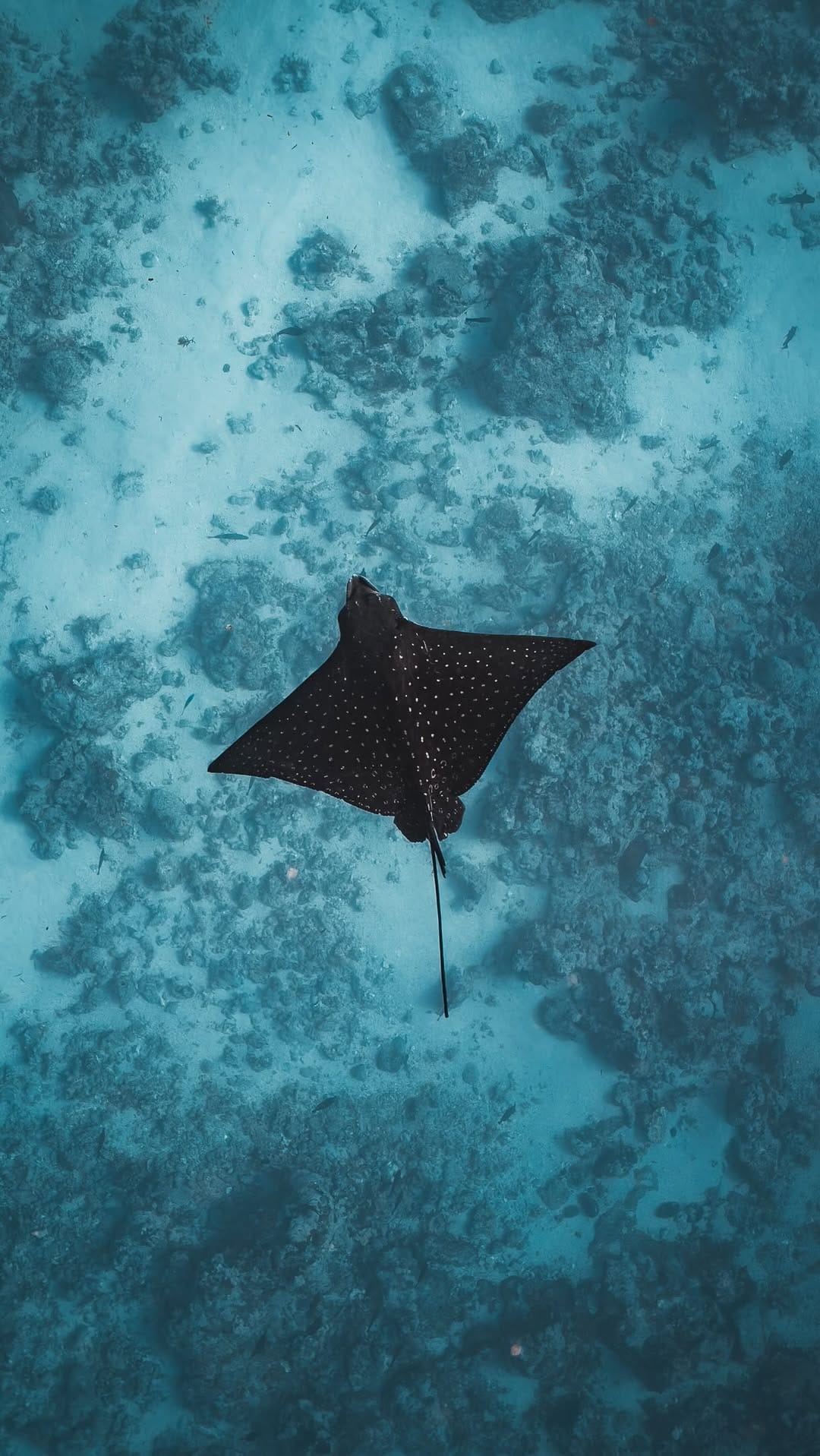 Post 8 by Rico Glück on Instagram (video)