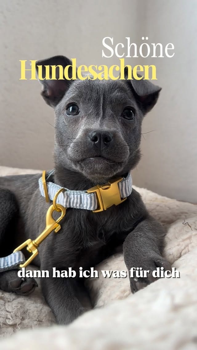 Post 7 by PRUNKHUND on Instagram (video)