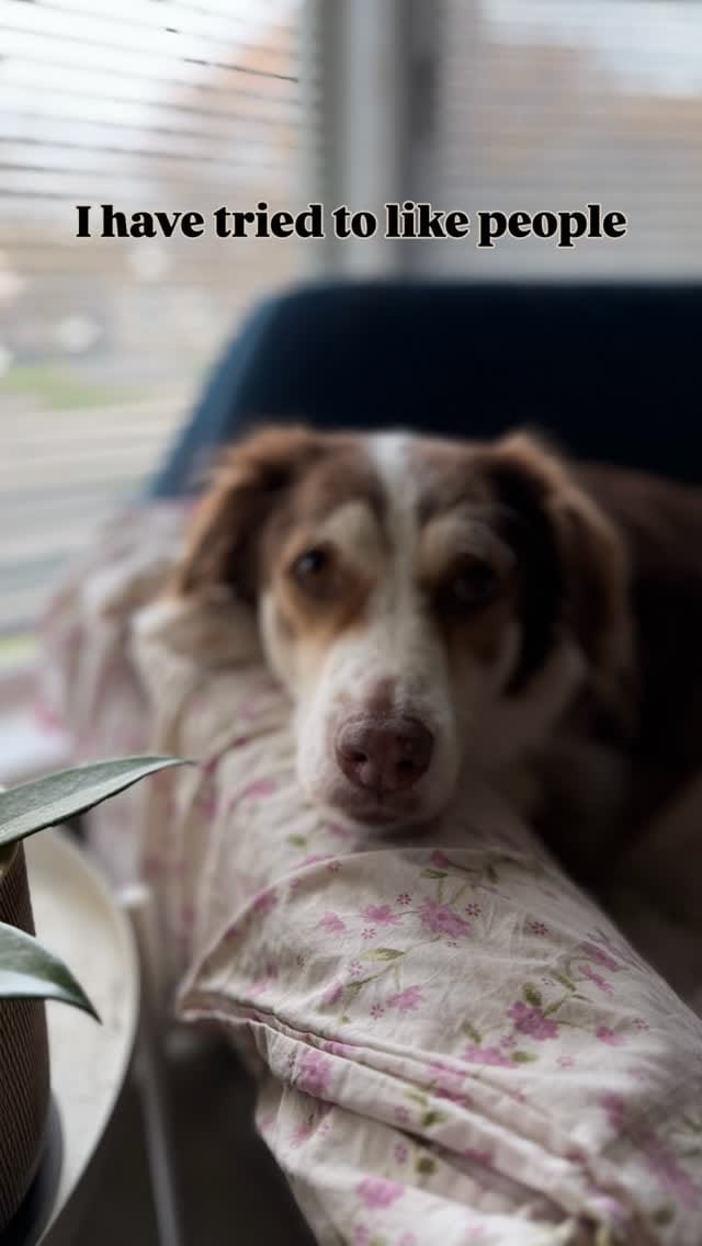 Post 2 by Pawffles | Pet Travel & Comfort on Instagram (video)