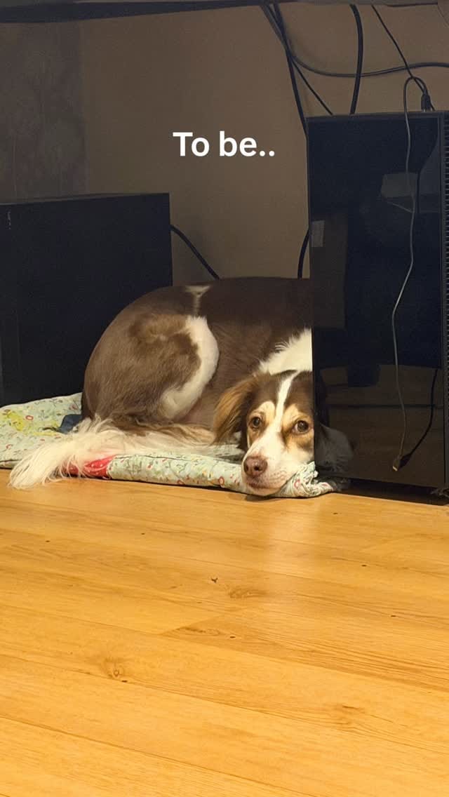 Post 1 by Pawffles | Pet Travel & Comfort on Instagram (video)