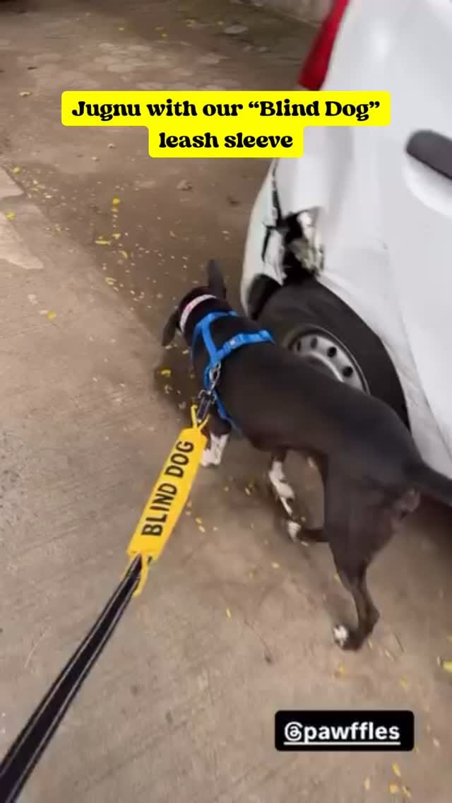 Post 6 by Pawffles | Pet Travel & Comfort on Instagram (video)
