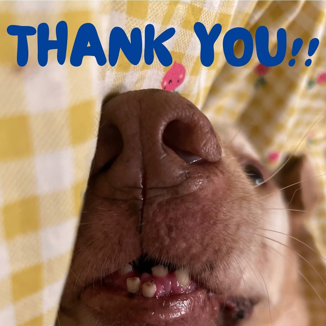 Post 10 by Pawffles | Pet Travel & Comfort on Instagram (image)