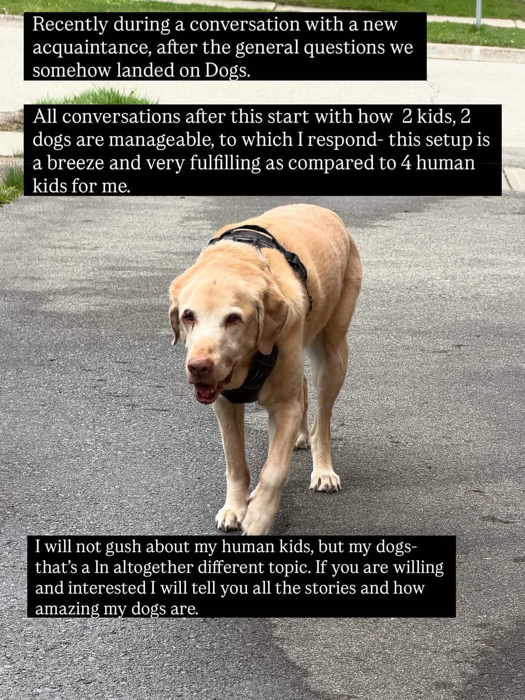 Post 3 by Pawffles | Pet Travel & Comfort on Instagram (carousel)