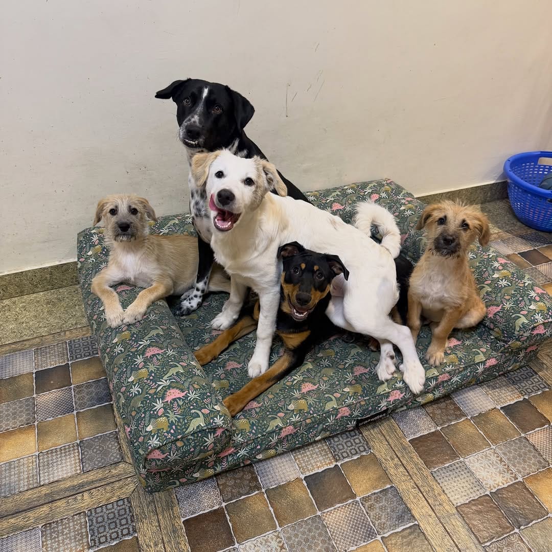 Post 7 by Pawffles | Pet Travel & Comfort on Instagram (carousel)