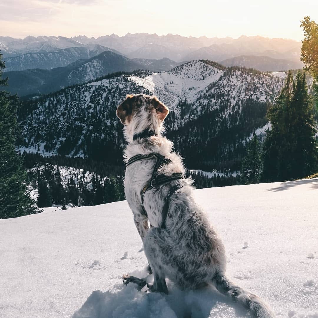 Post 4 by Niño the Setter/Podenco Mix on Instagram (image)