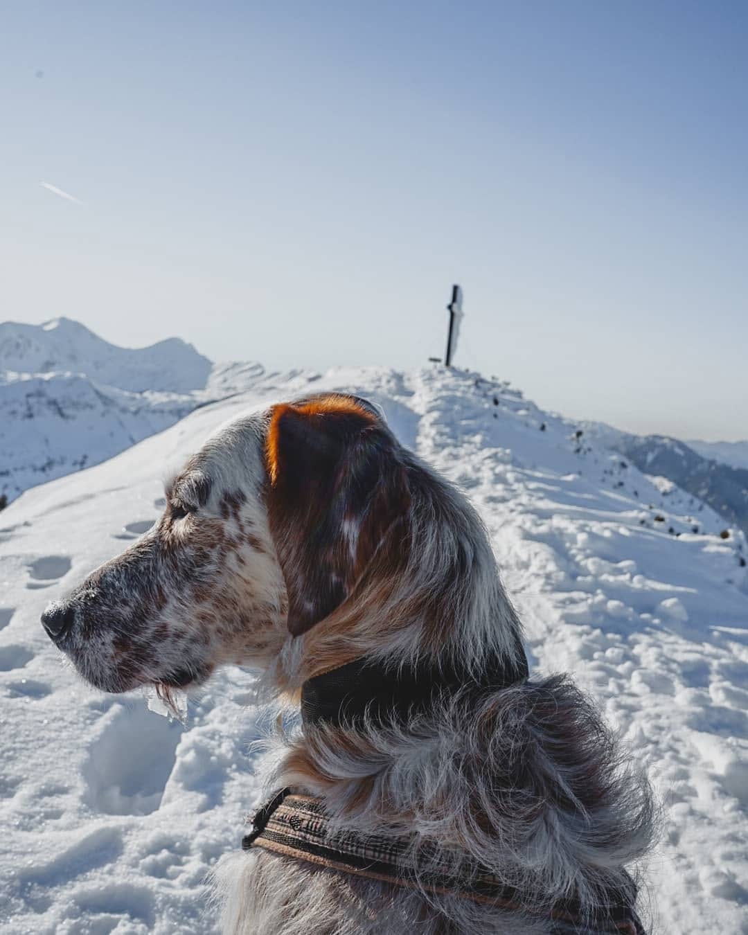 Post 3 by Niño the Setter/Podenco Mix on Instagram (image)
