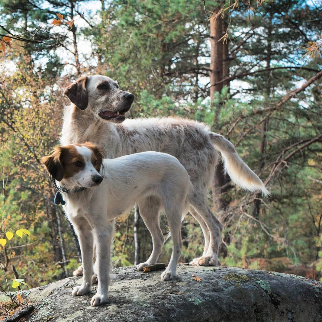 Post 5 by Niño the Setter/Podenco Mix on Instagram (image)