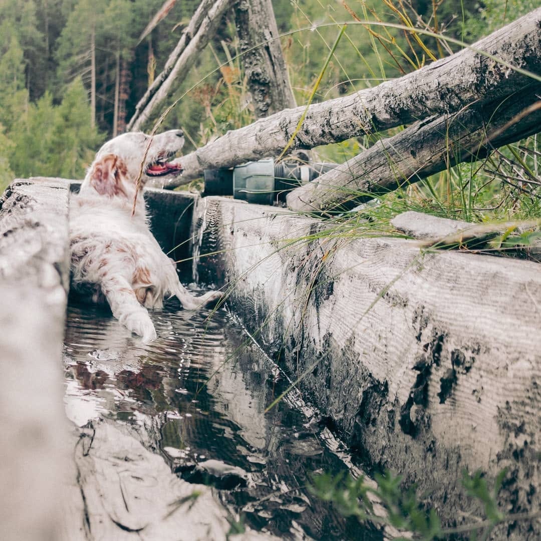 Post 8 by Niño the Setter/Podenco Mix on Instagram (image)