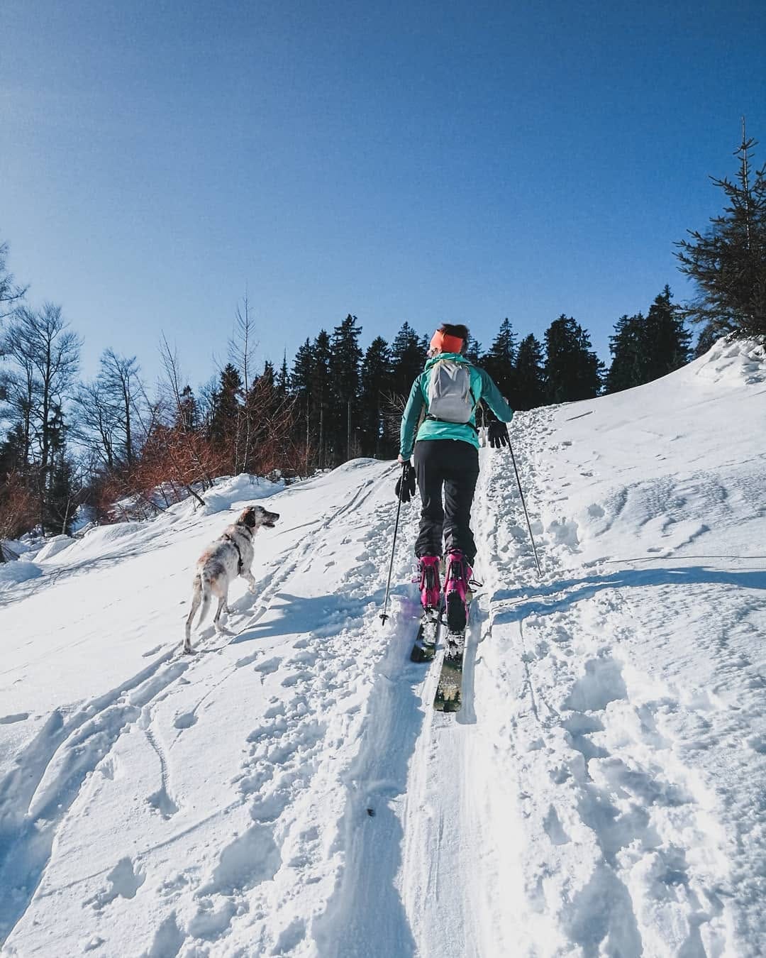 Post 2 by Niño the Setter/Podenco Mix on Instagram (image)