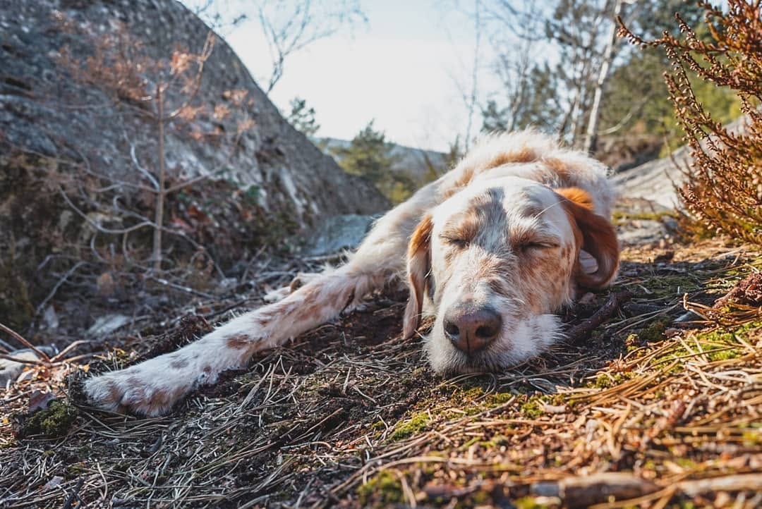 Post 1 by Niño the Setter/Podenco Mix on Instagram (image)