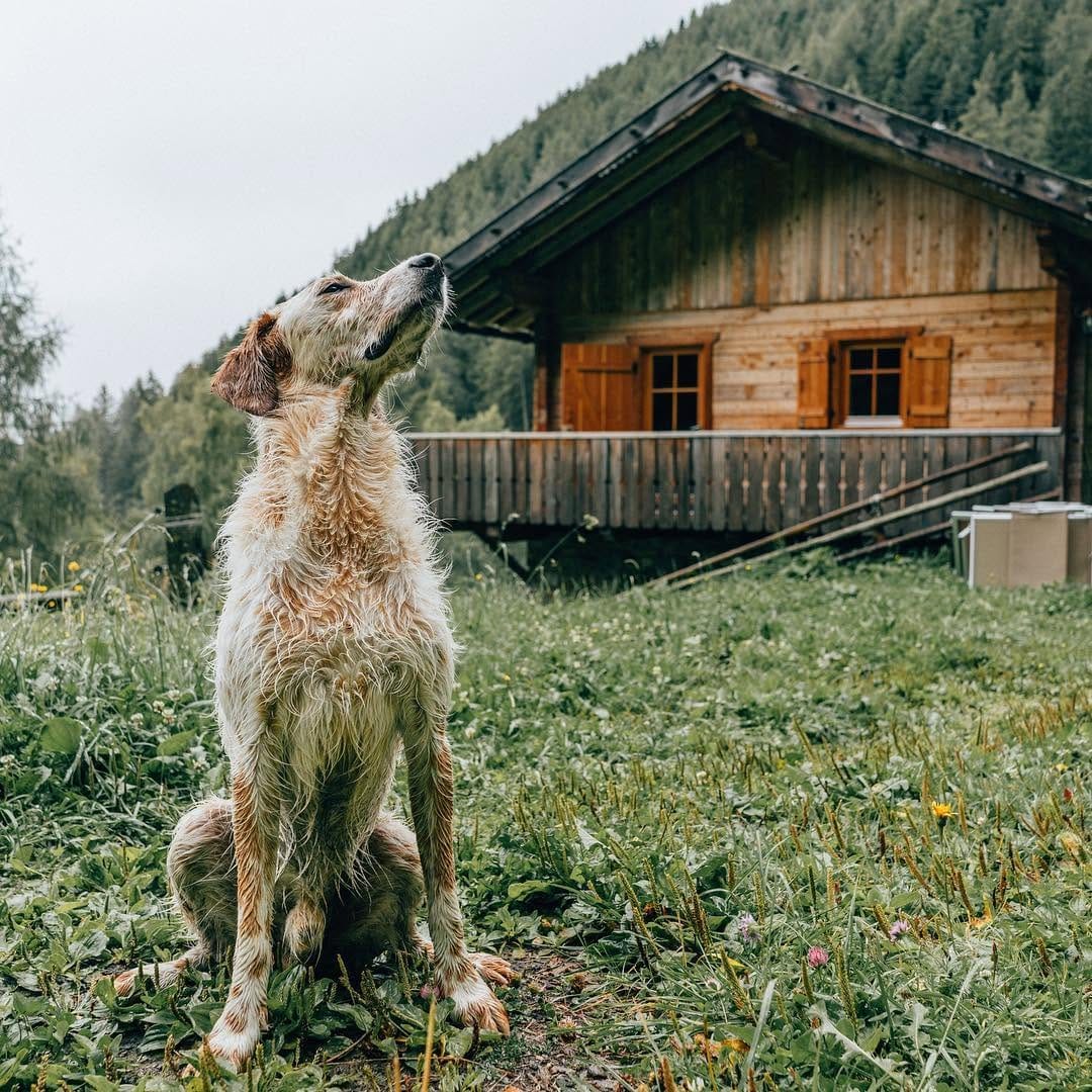 Post 10 by Niño the Setter/Podenco Mix on Instagram (image)
