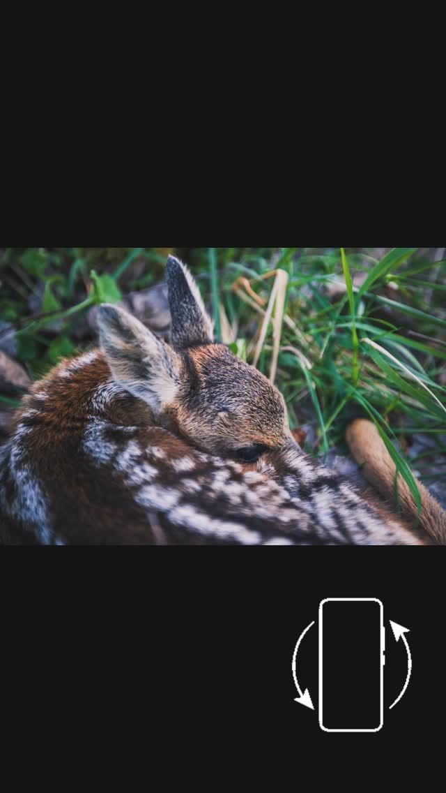 Post 6 by Sarah Böhm Photography on Instagram (video)