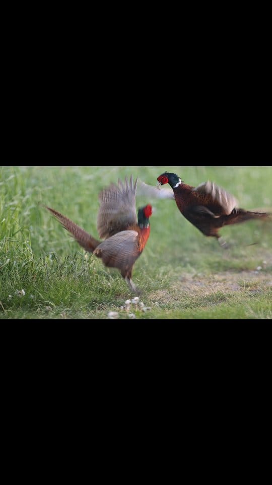 Post 5 by Sarah Böhm Photography on Instagram (video)