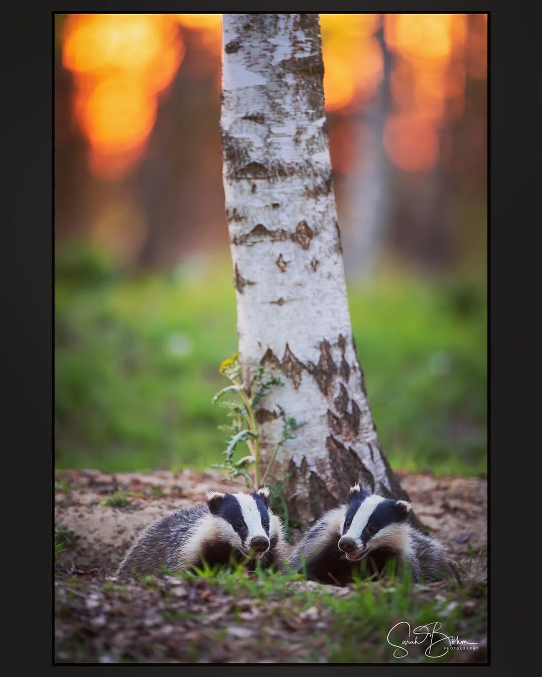 Post 2 by Sarah Böhm Photography on Instagram (image)