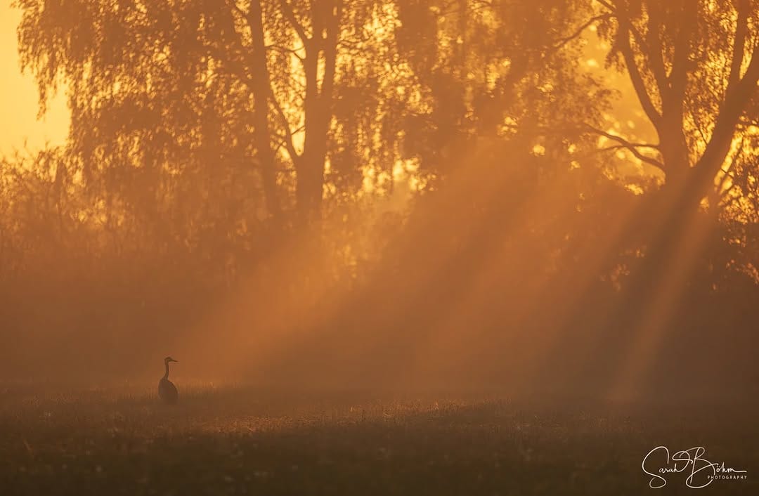 Post 1 by Sarah Böhm Photography on Instagram (image)