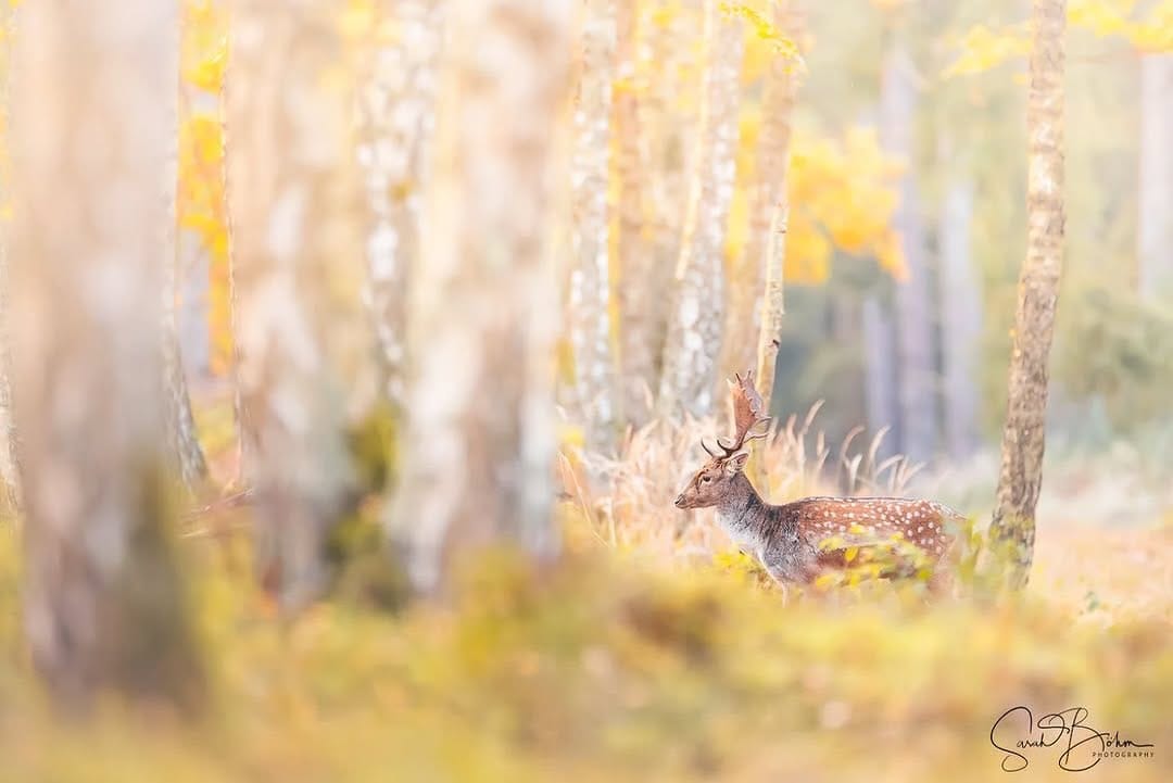Post 4 by Sarah Böhm Photography on Instagram (image)