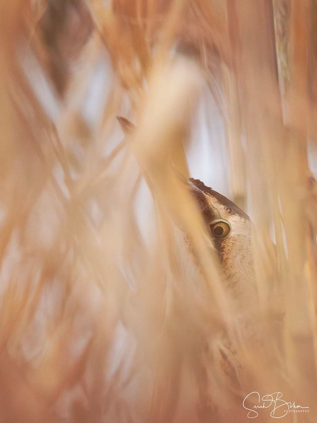 Post 9 by Sarah Böhm Photography on Instagram (image)