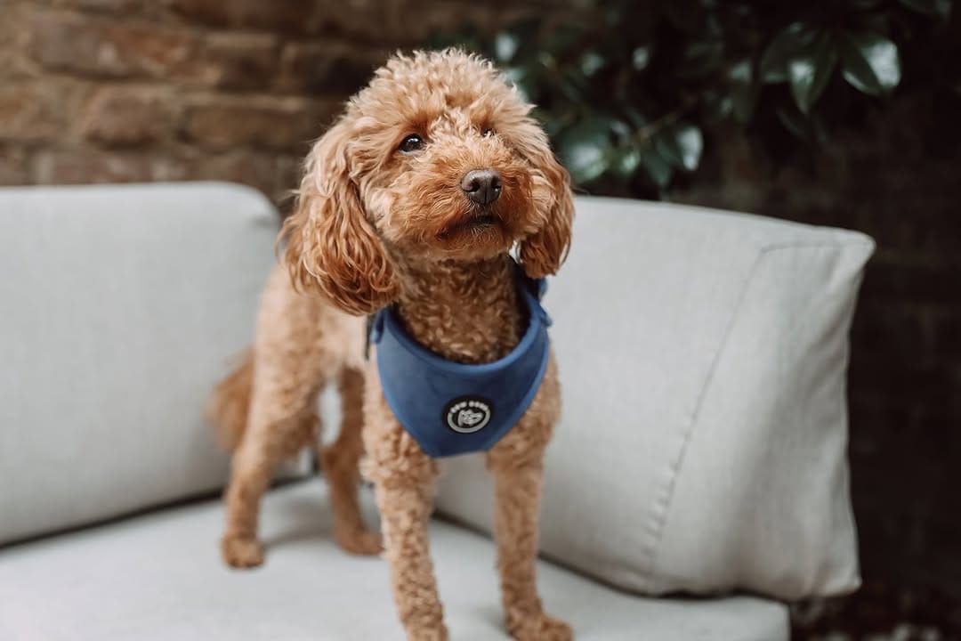 Post 5 by Bew Dogs on Instagram (image)