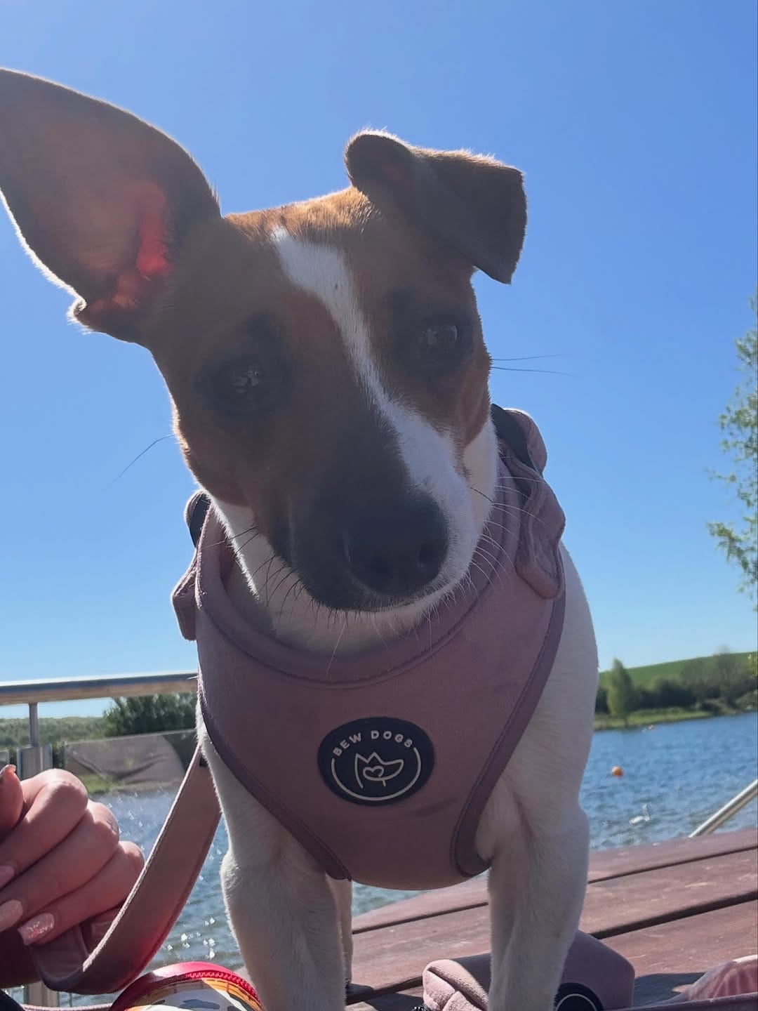 Post 2 by Bew Dogs on Instagram (carousel)