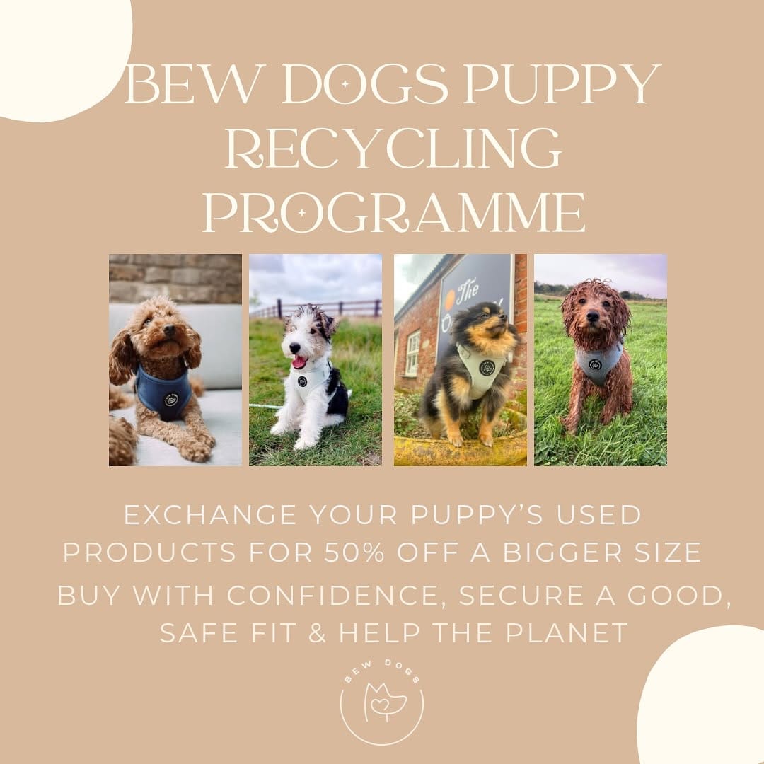 Post 9 by Bew Dogs on Instagram (carousel)
