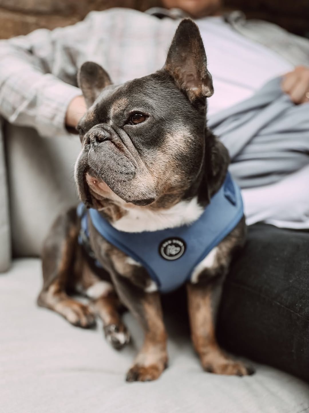 Post 4 by Bew Dogs on Instagram (image)