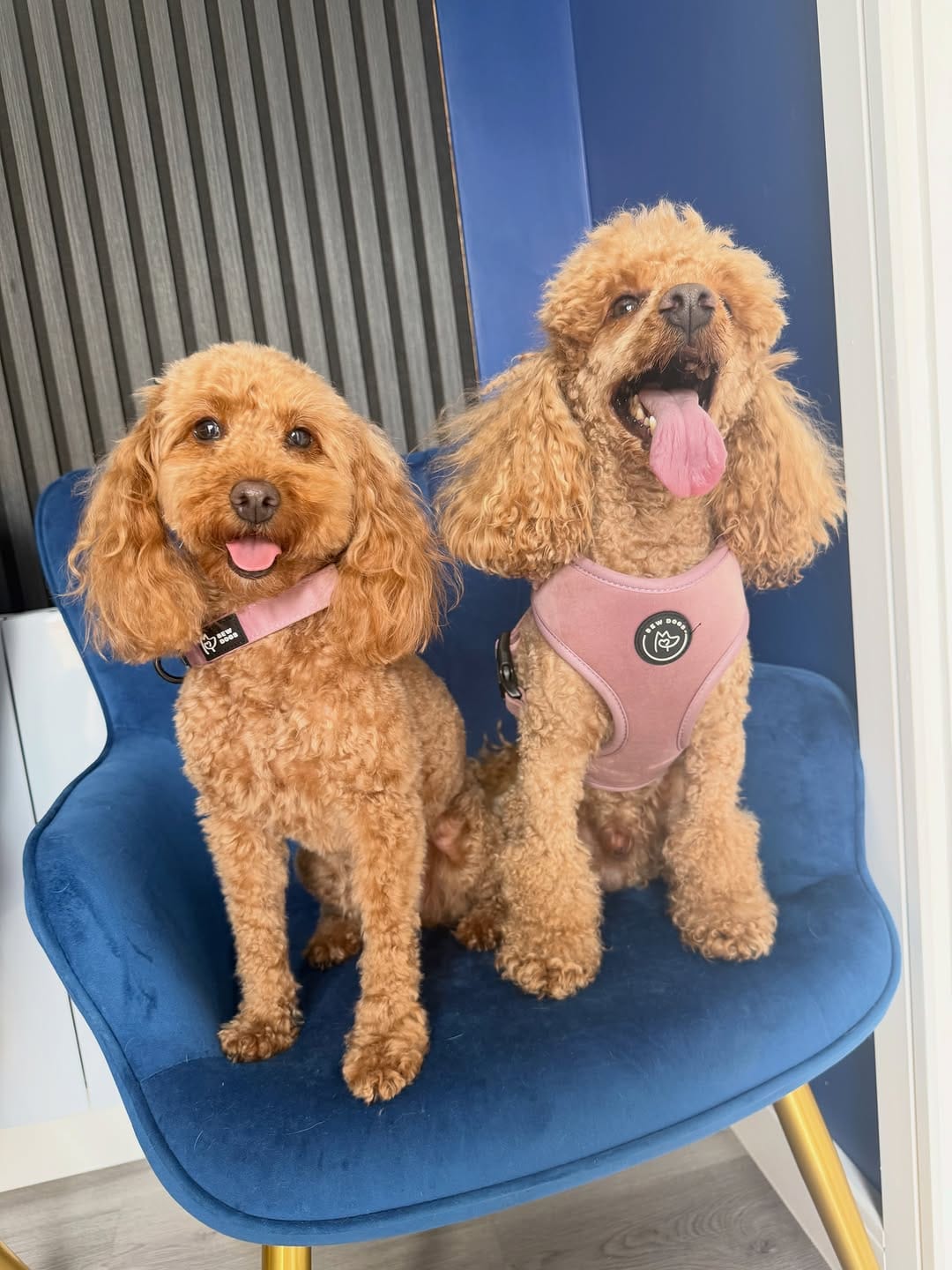 Post 1 by Bew Dogs on Instagram (carousel)