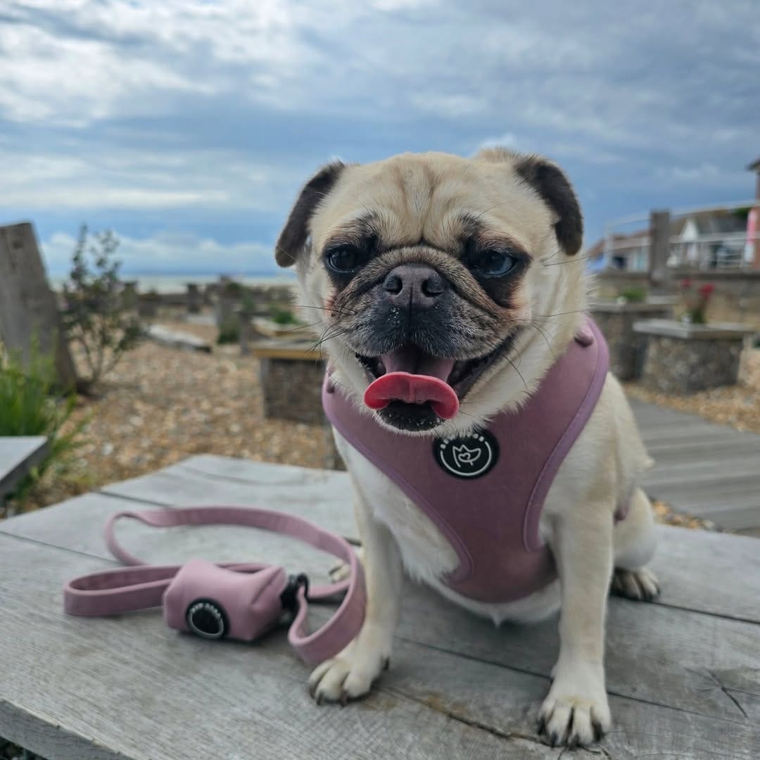 Post 6 by Bew Dogs on Instagram (carousel)