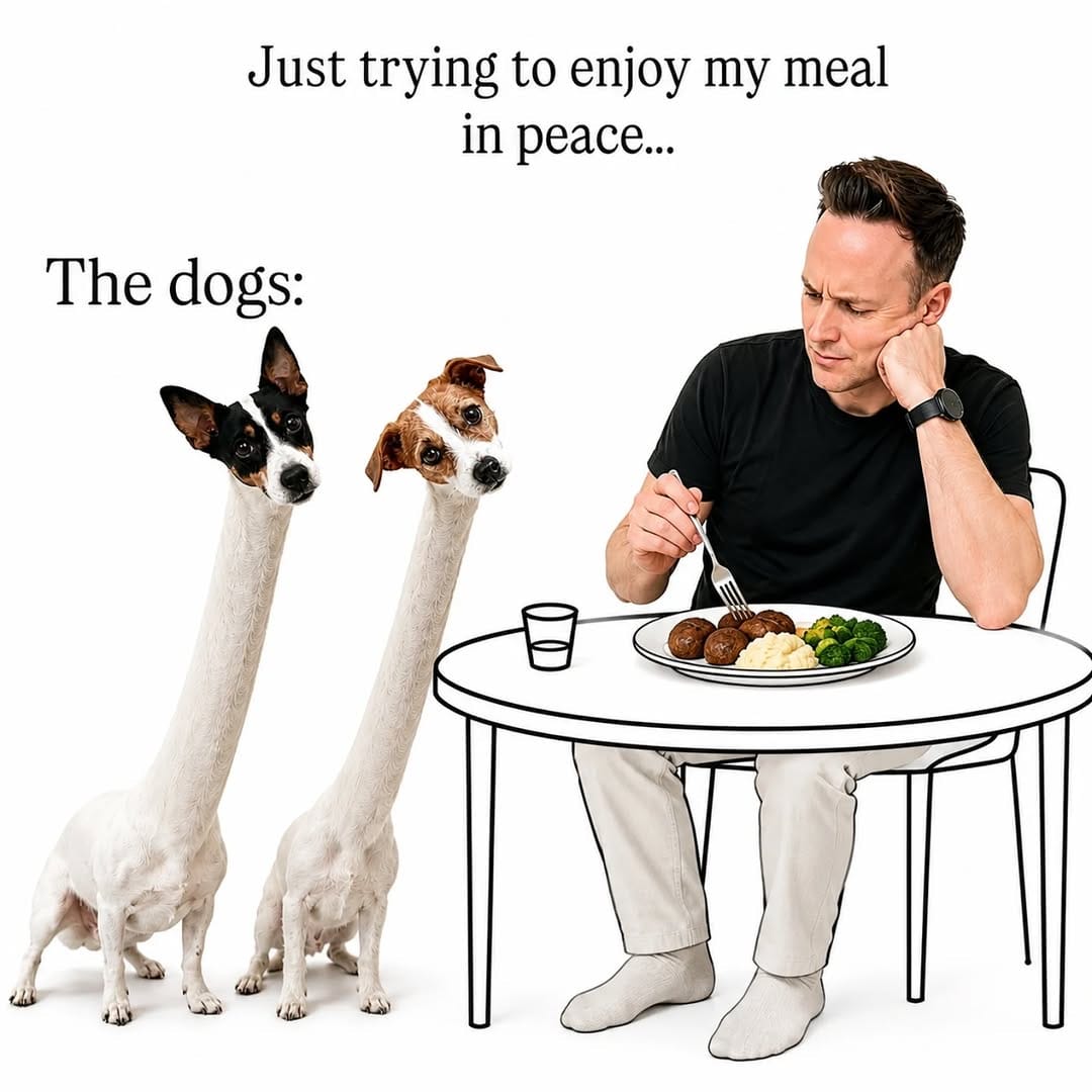 Post 2 by Bomi | Humor • Dogs 🐾 on Instagram (image)