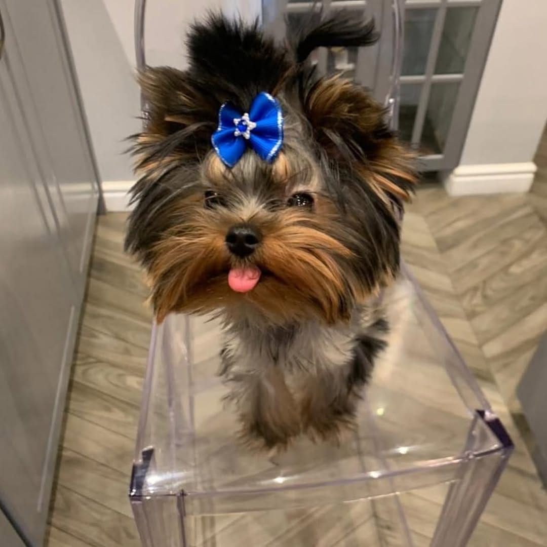 Post 9 by Yorkies Gram on Instagram (image)