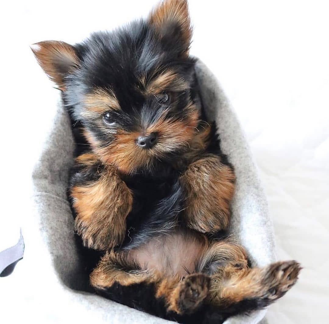 Post 6 by Yorkies Gram on Instagram (image)