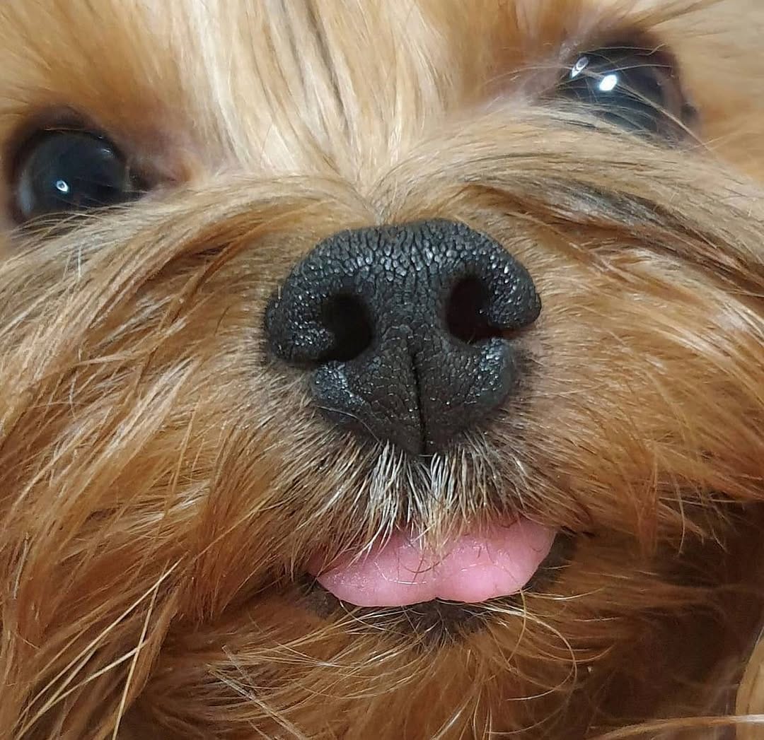 Post 3 by Yorkies Gram on Instagram (image)