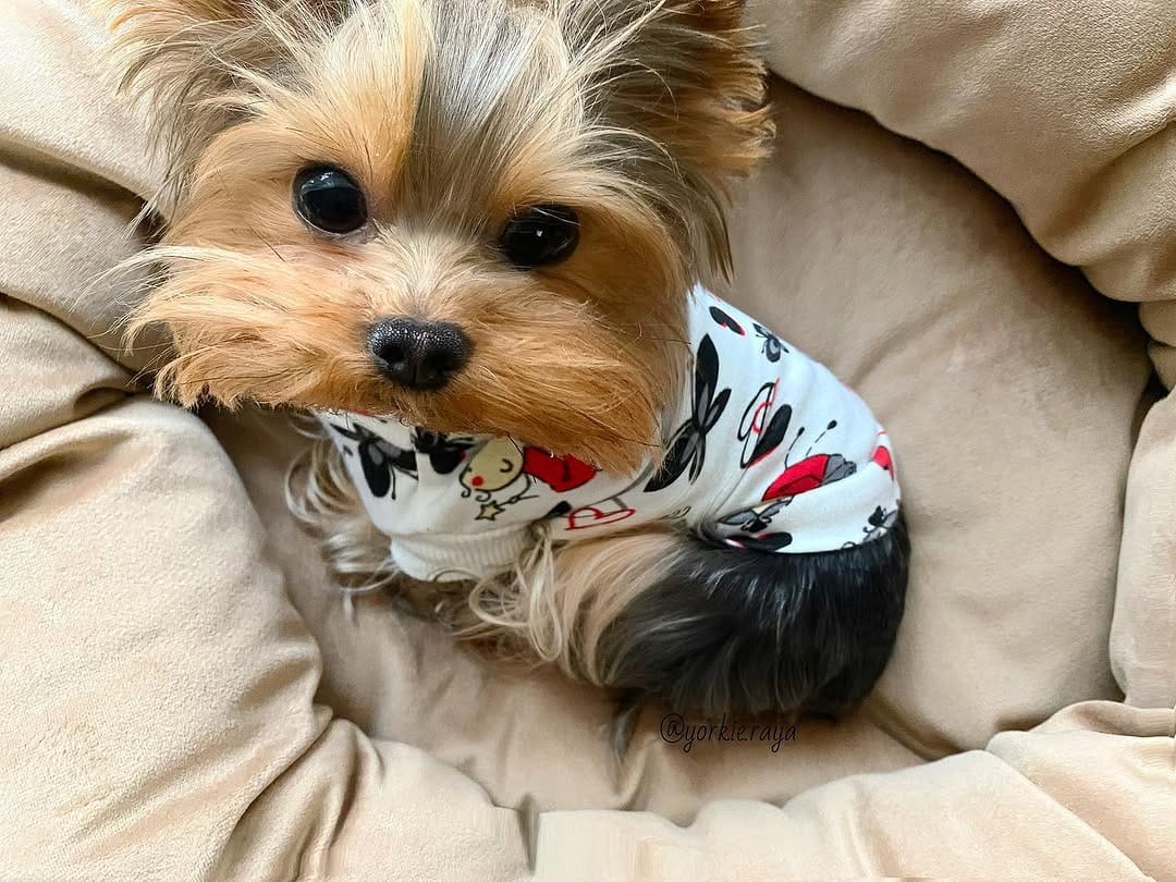 Post 8 by Yorkies Gram on Instagram (image)